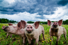 农业部发布最新存栏数据、大型企业猪价趋势变