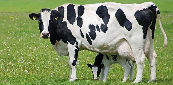 夏季奶牛乳房炎：奶牛急性乳房炎，奶牛乳房炎的症状 